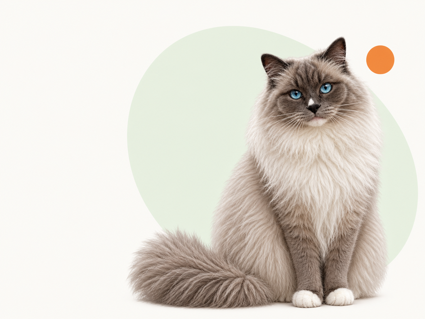 De GoedkoopVoer-mascotte: een langharige Ragdoll-kat