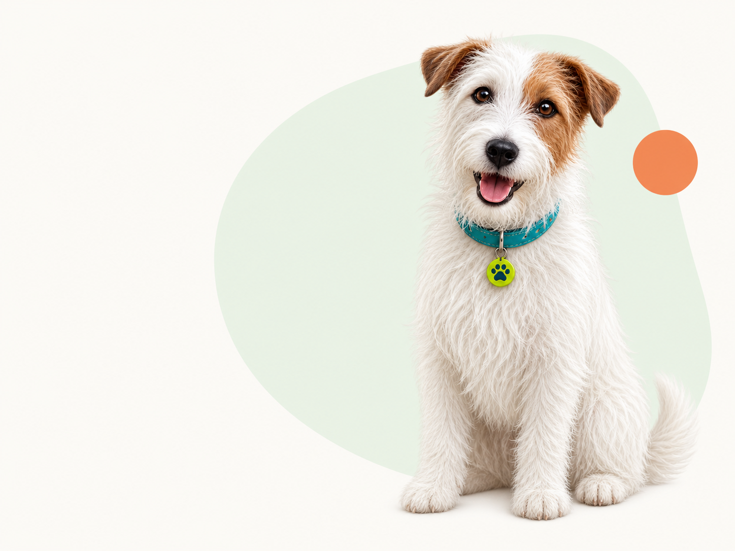 De GoedkoopVoer-mascotte: een ruwharige Jack Russell